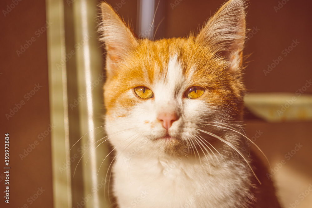 Lovely ginger whine kitten. Close-up cat face