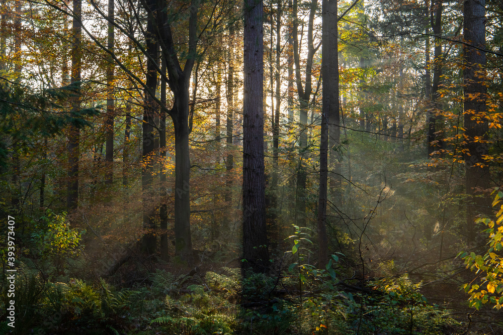 Fototapeta premium sun rays in the forest