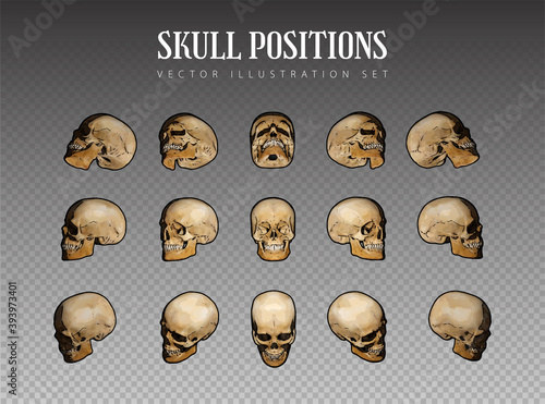 Skull Illustration Position Collection. Set of Human Heads in Vector Design