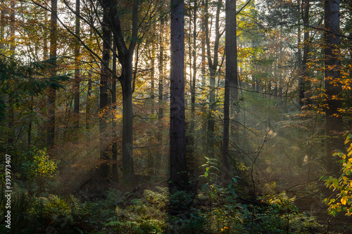 sun rays in the forest © Annemarie