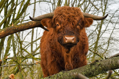 scottish highland cttle