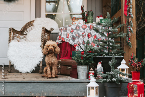 dog red poodle sitting on the porch of a house decorated for Christmas, backyard porch of the rural house decorated for Christmas, winter still life photo