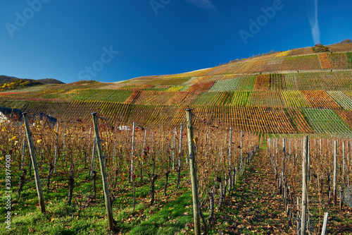 colorful vineyard in autumn in the German Ahr Valley wine-growing district