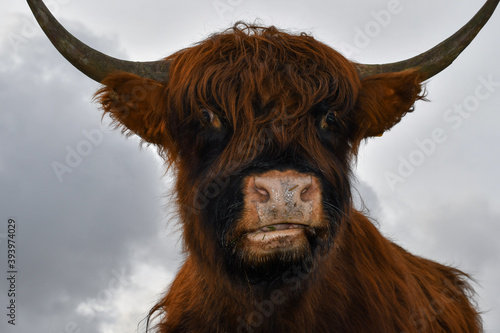 scottish highland cow