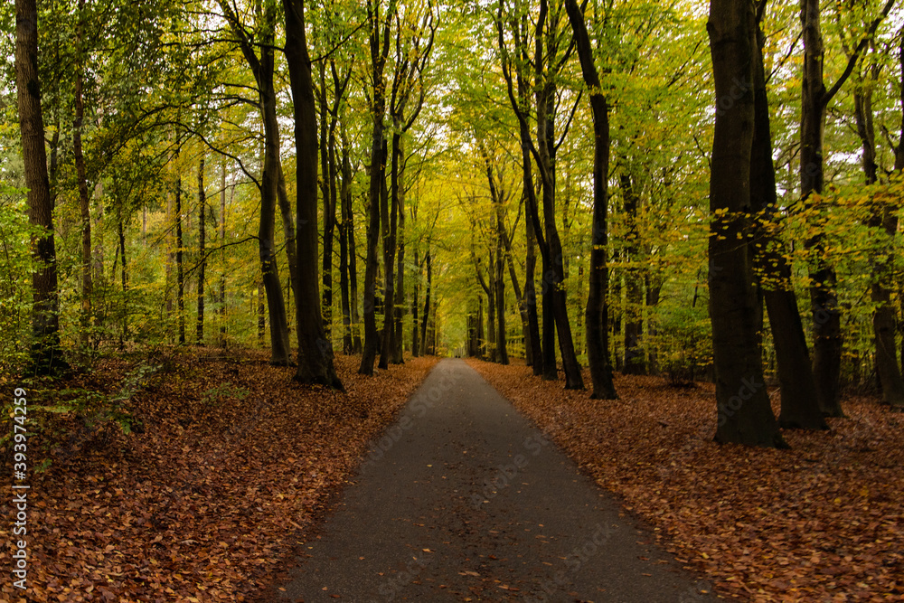 Fototapeta premium road in autumn forest