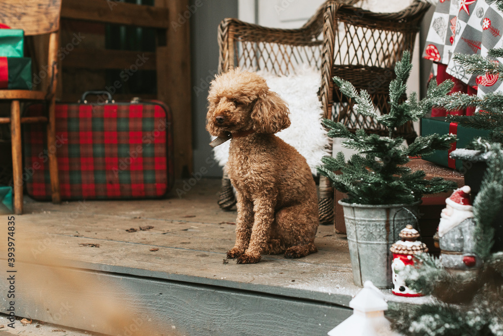 dog red poodle sitting on the porch of a house decorated for Christmas, backyard porch of the rural house decorated for Christmas, winter still life