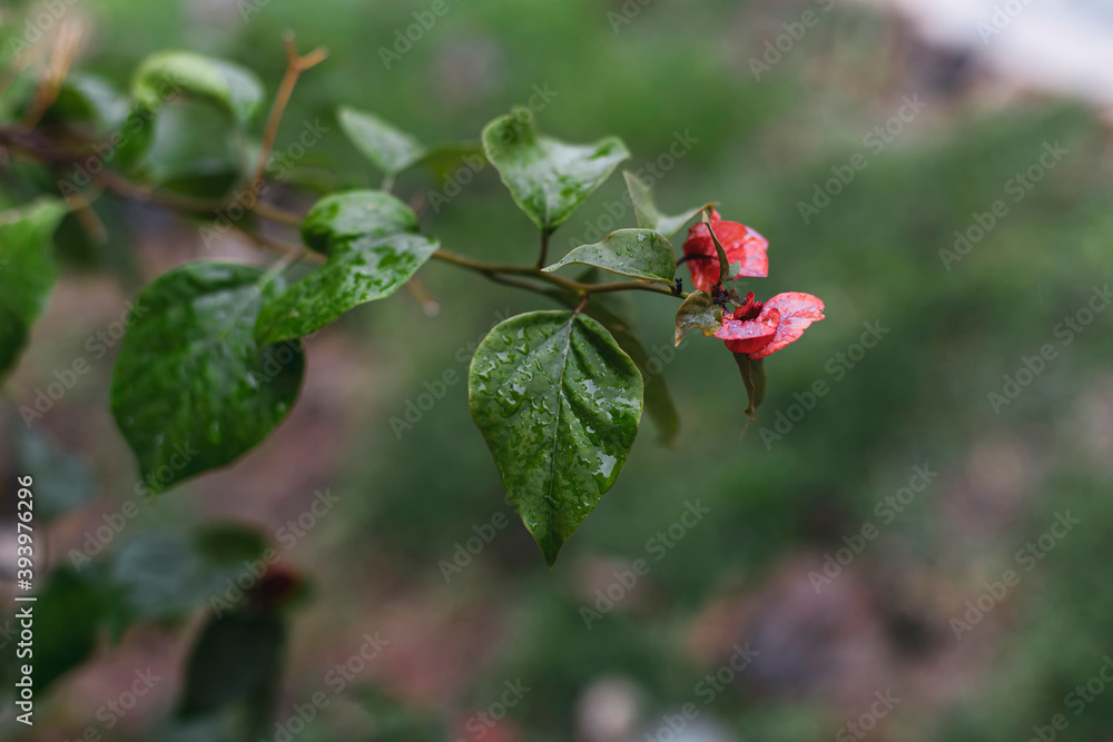 A panicle green leaf in front of red leaves A panicle green leaf in front of red leaves