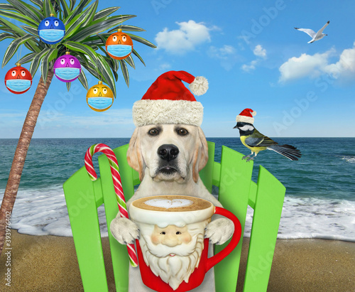 A dog with cup of coffee is sitting on a beach chair under a palm tree decorated with Christmas balls with protective masks. © iridi66