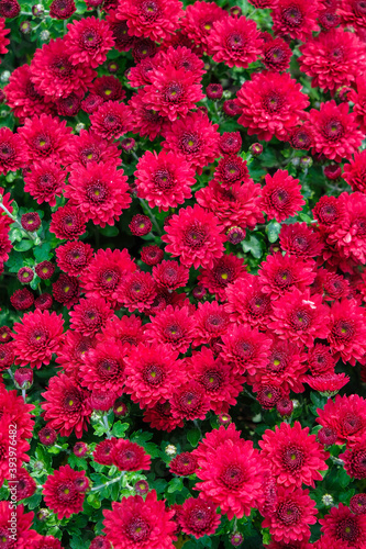 Red chrysanthemum surface. Vertical image. Wallpaper.