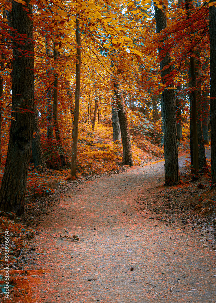 Obraz premium Color ful trees glowing iwth sunlight during autumn evening in a local park near gothenburg sweden