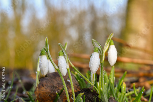 snowdrop flowers in the snow