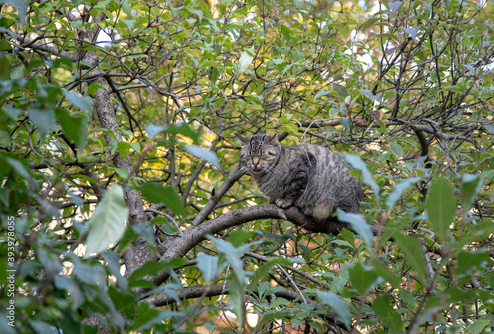 A gray cat sits on a tree among the branches and sleeps.