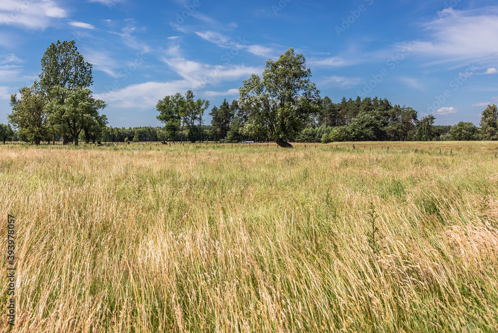 Summer view on a meadow in rural area of Mazowsze region in Poland