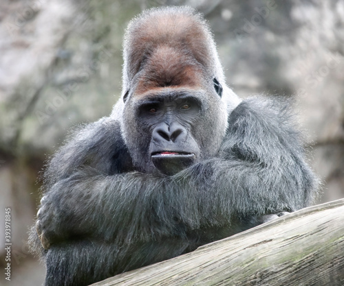 Adult dominant alpha male gorilla looks straight ahead.