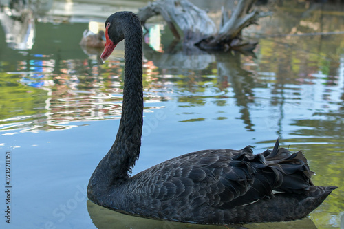 black swan on the river