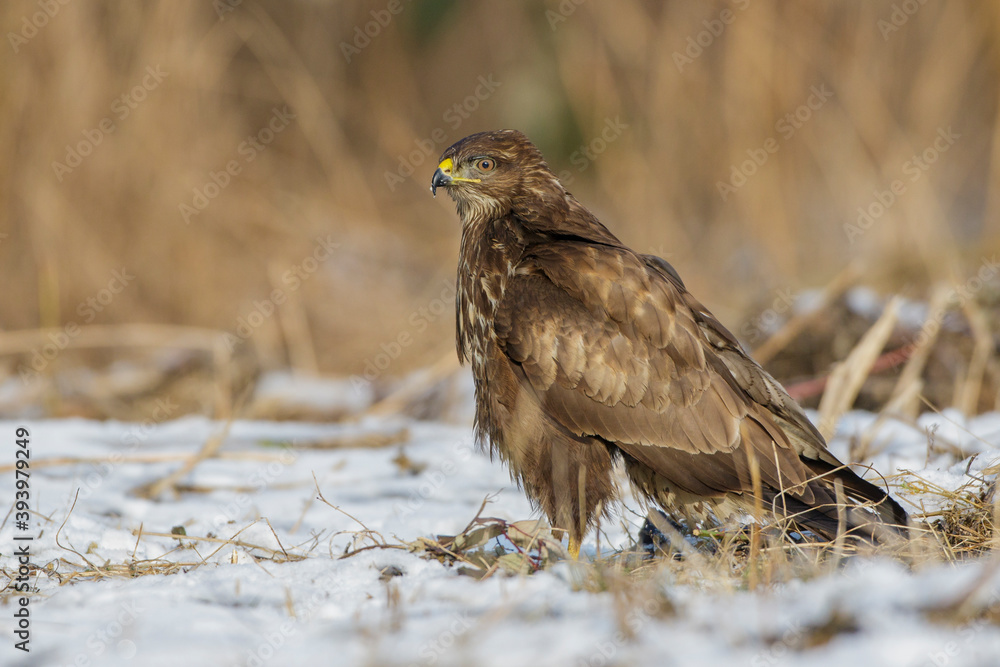 Mäusebussard (Buteo buteo) Mäusebussard (Buteo buteo)
