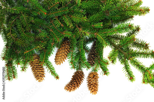 Branch of spruce with cones