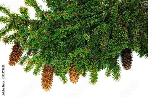 Branch of spruce with cones