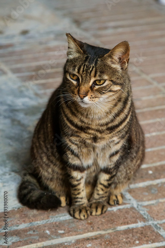 beautiful brooding tabby cat on the street