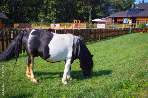 One black and white pony grazes in a meadow near houses