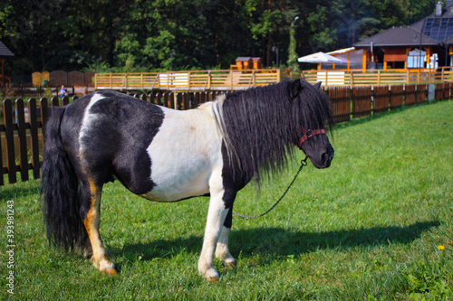 One black and white pony grazes in a meadow near houses