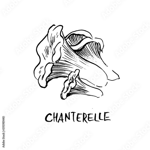 Chanterelle mushroom illustration. 