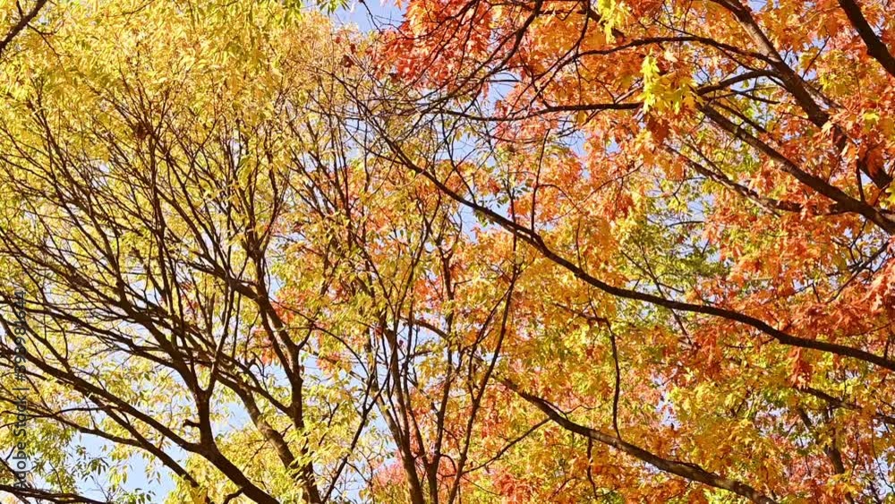Blue sky and bright autumn leaves in Park. Beautiful bright trees with orange yellow leaves. Natural. High quality FullHD footage Blue sky and bright autumn leaves in Park. Beautiful bright trees with orange yellow leaves. Natural. High quality FullHD footage