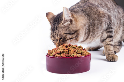 studio lighting. the animal feed is poured into a bowl. The cat is eating food. Close-up.