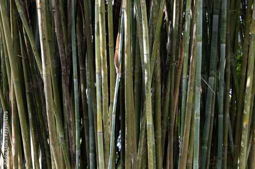 Bamboo canes. Peaceful scene which can be used as a background