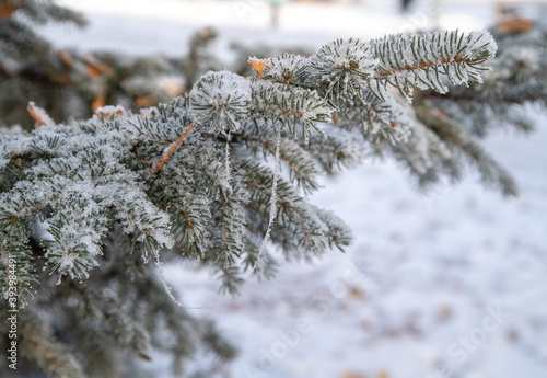A close-up of a spruce branch covered with snow and fallen yellow birch leaves.