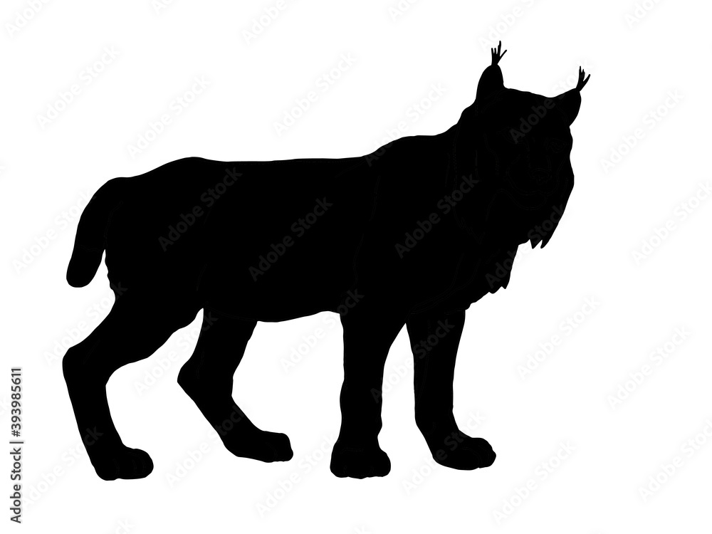 Obraz premium isolated image lynx, drawing, silhouette,