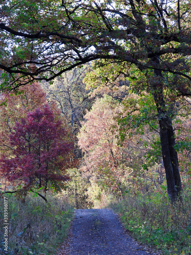 Path in the park: Autumn landscape of various fall-colored trees on a path in the forest with pink, red and green leaves framed by tree branch