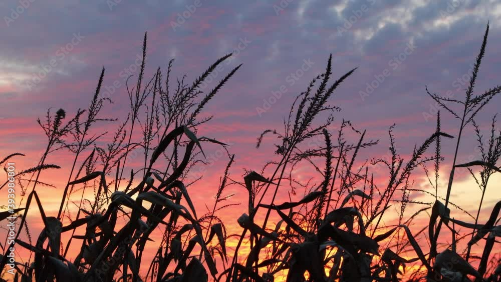 Stalks of corn with tassels are blowing in an evening breeze and silhouetted by the colors of a dramatic and beautiful sunset sky with clouds. Cornfield sundown video is looping with fade. Stalks of corn with tassels are blowing in an evening breeze and silhouetted by the colors of a dramatic and beautiful sunset sky with clouds. Cornfield sundown video is looping with fade.