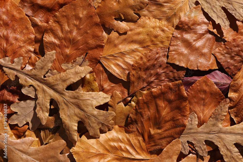 Autumn symphony in orange and brown. Autumn mood background with dry oak and beech tree leaves casting deep shadow.