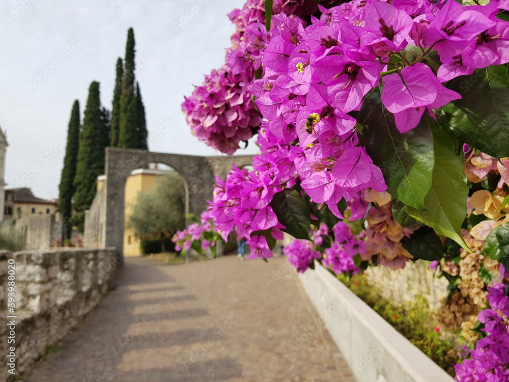 Fototapeta premium Fiori