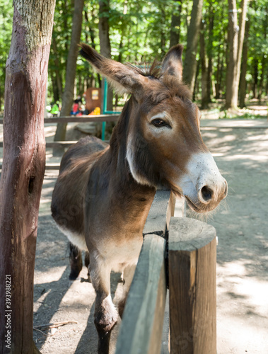 Donkey stands near the fence of the corral