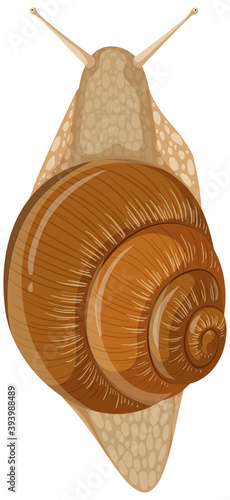 Isolated snail on white background