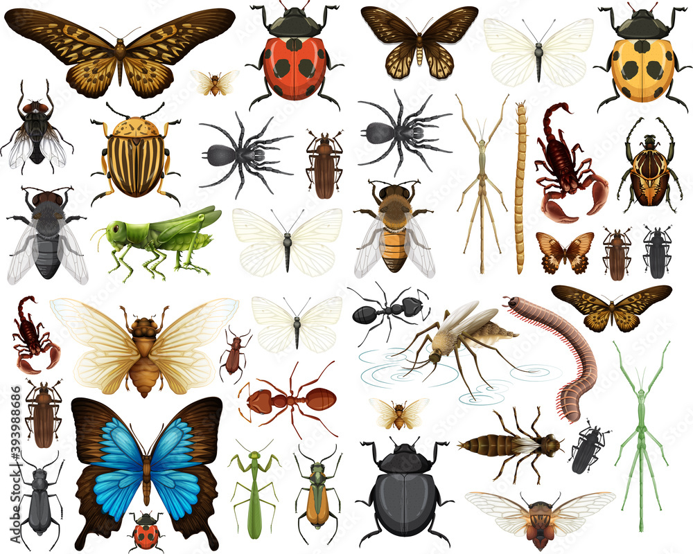 Different insects collection isolated on white background Different insects collection isolated on white background