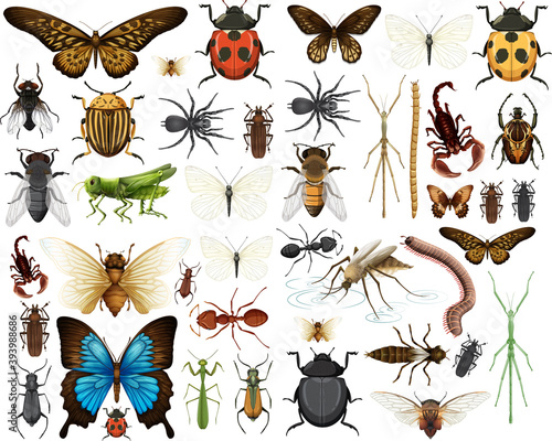 Different insects collection isolated on white background © blueringmedia