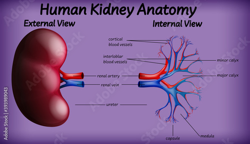 Medical human kidney anatomy