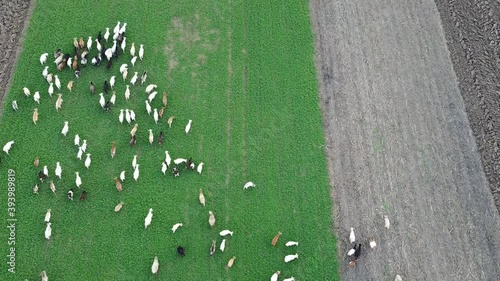 heeps and Goats From Above on Field. photo