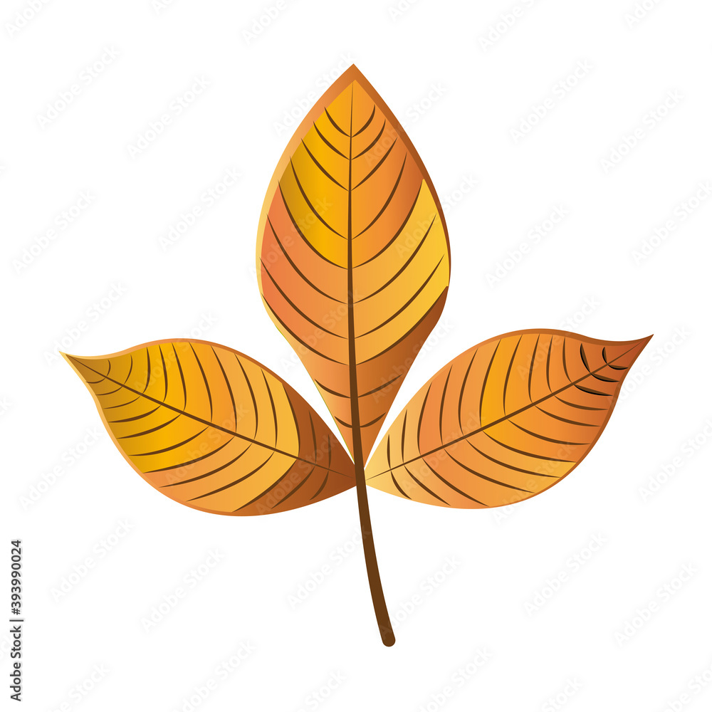 Dry autumn leaf. Autumn season - Vector illustration Dry autumn leaf. Autumn season - Vector illustration