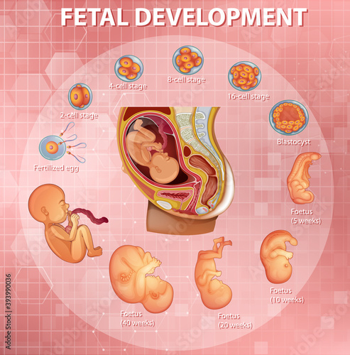 Stages human embryonic development