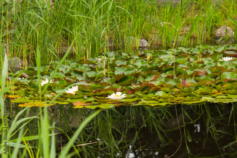Water lilies on the Polish lake