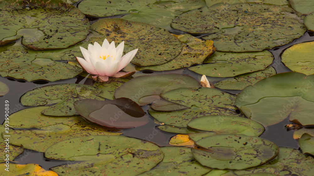Water lilies on the Polish lake