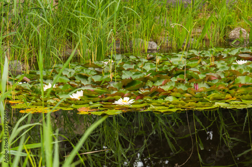 Obraz na płótnie Water lilies on the Polish lake w salonie