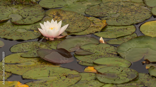 Obraz na płótnie Water lilies on the Polish lake w salonie