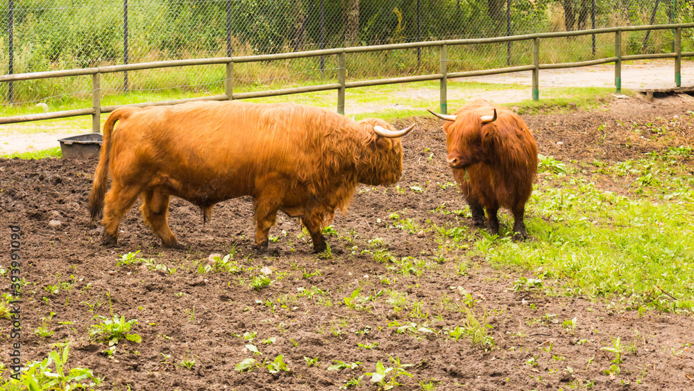 Scottish cows - Highland cattle in Poland