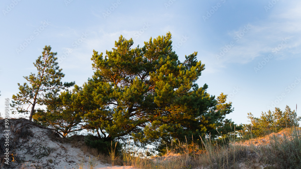 beautiful pine on the sand dune in the Slovincian national park in Poland