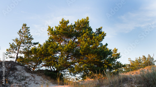Obraz na płótnie beautiful pine on the sand dune in the Slovincian national park in Poland w salonie